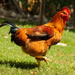 gallina