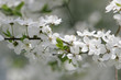 cherry blossoms