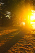 Sunshine in evening forest near lake Sunshine in evening forest near lake