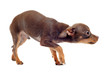 Image : chiot chihuahua soumis