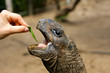 Animal tortue turtle, low speed, slow