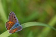 Lycaena alciphron
