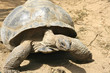 Animal tortue turtle, low speed, slow