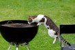 Hungry cat