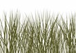 Ilustração: blades of grass blades of grass