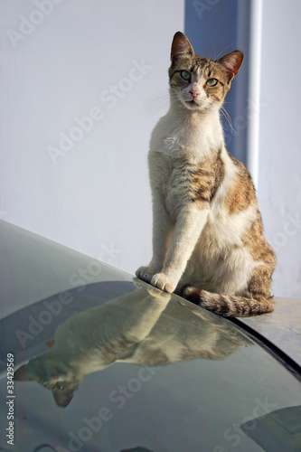 Photo: Outdoor cat Outdoor cat