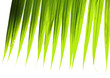 Backlit palm tree leaf