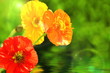 Mohnblumen
