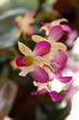 Orchidée
