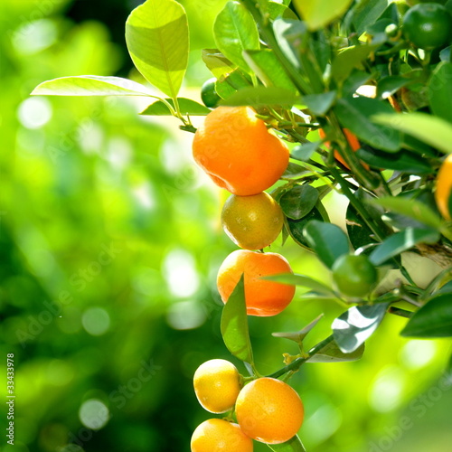 Photo: Orangen Orangen