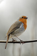 Robin