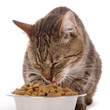 chatte mangeant croquettes diététiques