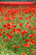 contryside poppy field
