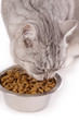 chatte mangeant croquettes diététiques