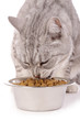 chatte mangeant croquettes diététiques
