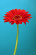 Red Gerbera