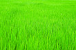 field
