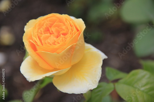 Foto: Gelbe Rose Gelbe Rose
