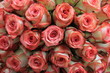 Foto: Rosengesteck Rosengesteck