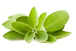 Sage
