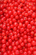 ribes rosso  tappeto texture
