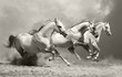 white horses in dust