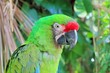 Ara Militaris Military Macaw Green parrot Ara Militaris Military Macaw Green parrot