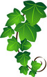 Ivy twig