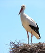 Cigogne