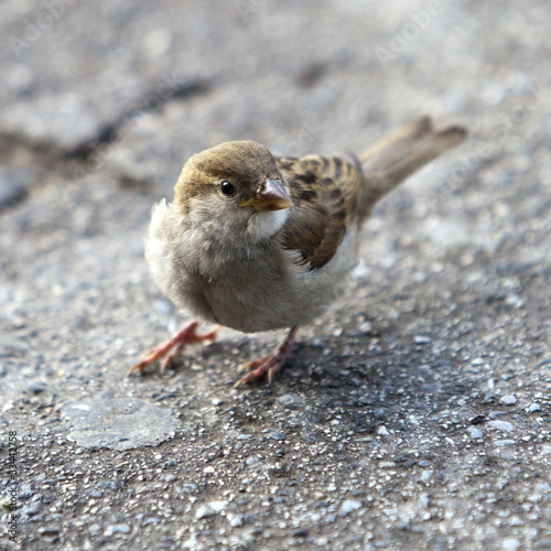 Photo: A bird in the hand is worth two in the bush A bird in the hand is worth two in the bush