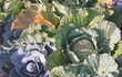 variedades de col variedades de col