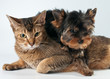 Puppy and cat in studio