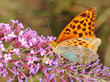 farfalla