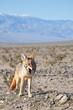 Coyote in Death Valley