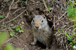 Curious Prairie Dog