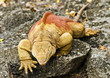 Land Iguana Climbing Rock Land Iguana Climbing Rock