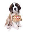 Saint Bernard Puppy Portrait Saint Bernard Puppy Portrait