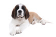 Cute Saint Bernard Puppy on White