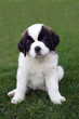 Saint Bernard Puppy Portrait Saint Bernard Puppy Portrait