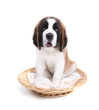 Cute Saint Bernard Puppy on White