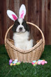 Easter Themed Saint Bernard Puppy Portrait Easter Themed Saint Bernard Puppy Portrait