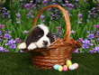 Saint Bernard Puppy Portrait Saint Bernard Puppy Portrait