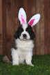 Easter Themed Saint Bernard Puppy Portrait Easter Themed Saint Bernard Puppy Portrait