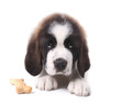 Cute Saint Bernard Puppy on White Cute Saint Bernard Puppy on White