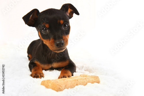 Photo: Miniature Doberman Toy Pinsher Puppy Dog Miniature Doberman Toy Pinsher Puppy Dog