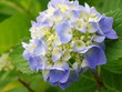 初々しい紫陽花