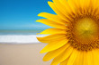 Sunflower on the beach Sunflower on the beach