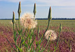 dandelion flower