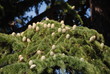 Cedar cones
