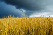 field with barley under dramatic sky